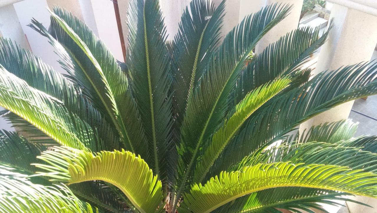 斯普利特中心迪奥克里迪安公寓 外观 照片